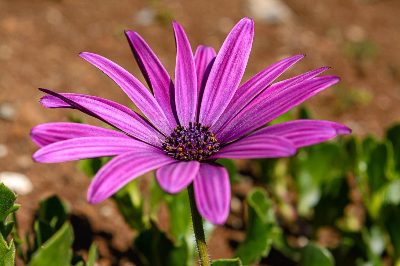 Recanto Das Florencas 아르코다카헤타 외부 사진